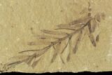 Metasequoia (Dawn Redwood) Fossils - Montana #102308-2
